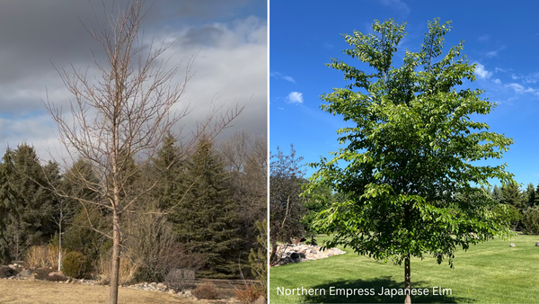 Northern Empress Japanese Elm, Ulmus davidiana var. japonica 'Burgundy Glow'