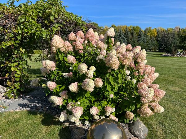 Panicle Hydrangeas | Summer Flower Power