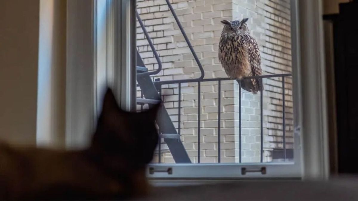 What to Watch: "Wild Inside," "Late Fame," "Tony" & "The Invite"