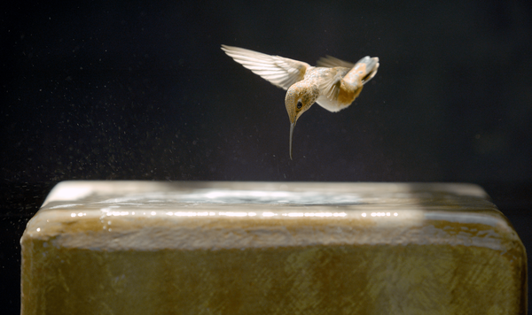 What to Watch: Animal Shelters