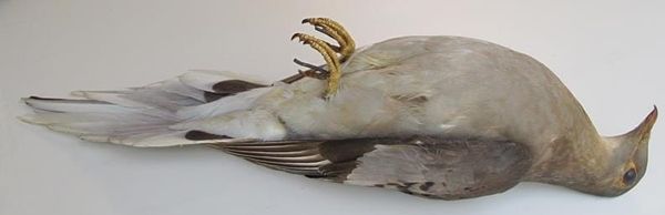 A Farewell to Movie Critics