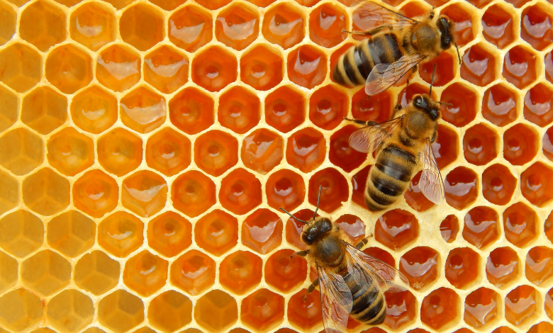 INYULFACE outils productivité