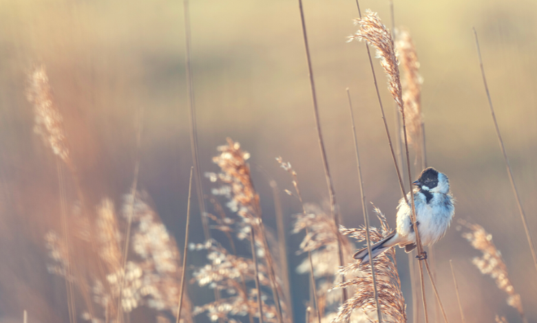 INYULFACE pause estivale un air d'été