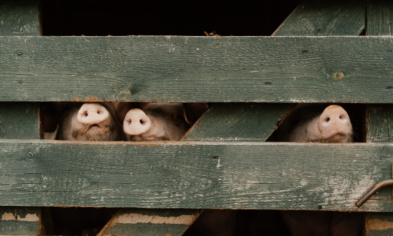 Inyulface adoption des cryptomonnaires 3 arguments et 3 bémols - Photo de cottonbro