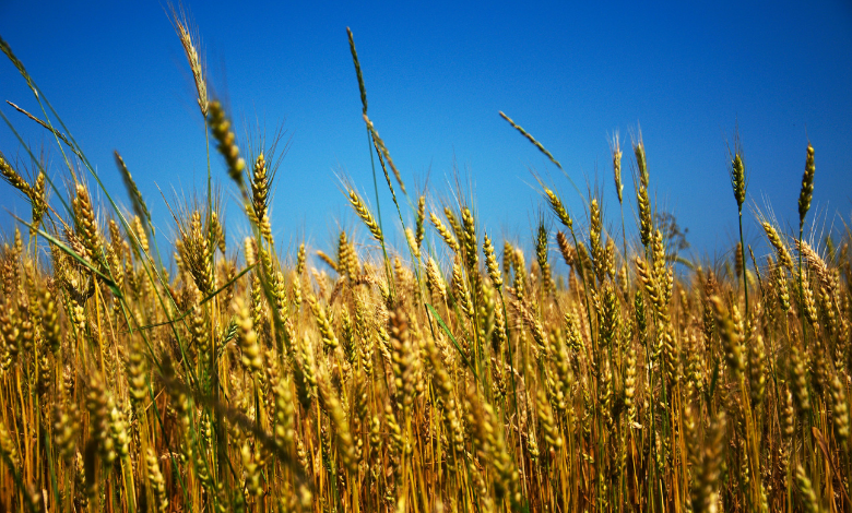 Inyulface guerre Ukraine Russie photo de Ihor OINUA via Unsplash