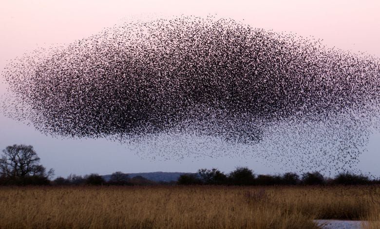Veille Inyulface #89 : observabilité et anticipation