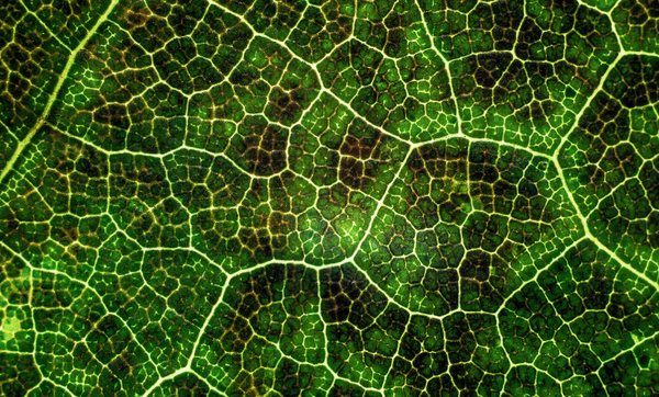 INYULFACE innovation durable