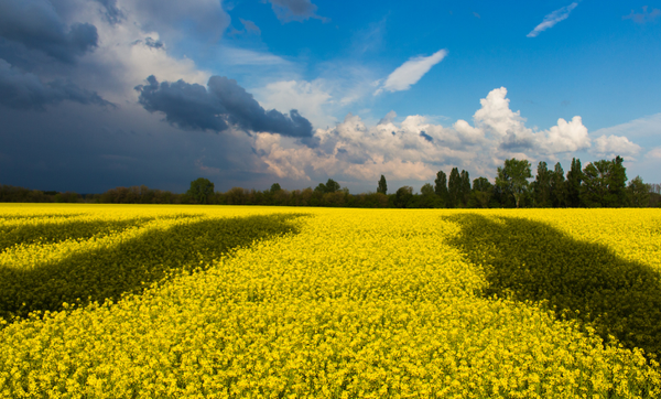 Inyulface guerre cybersécurité Ukraine Russie