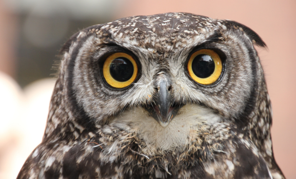 Inyulface regard innovation Québec James Toose Unsplash