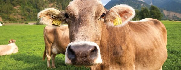 WHAT'S THE BEEF? Meat Eaters Guide To Eating Meat