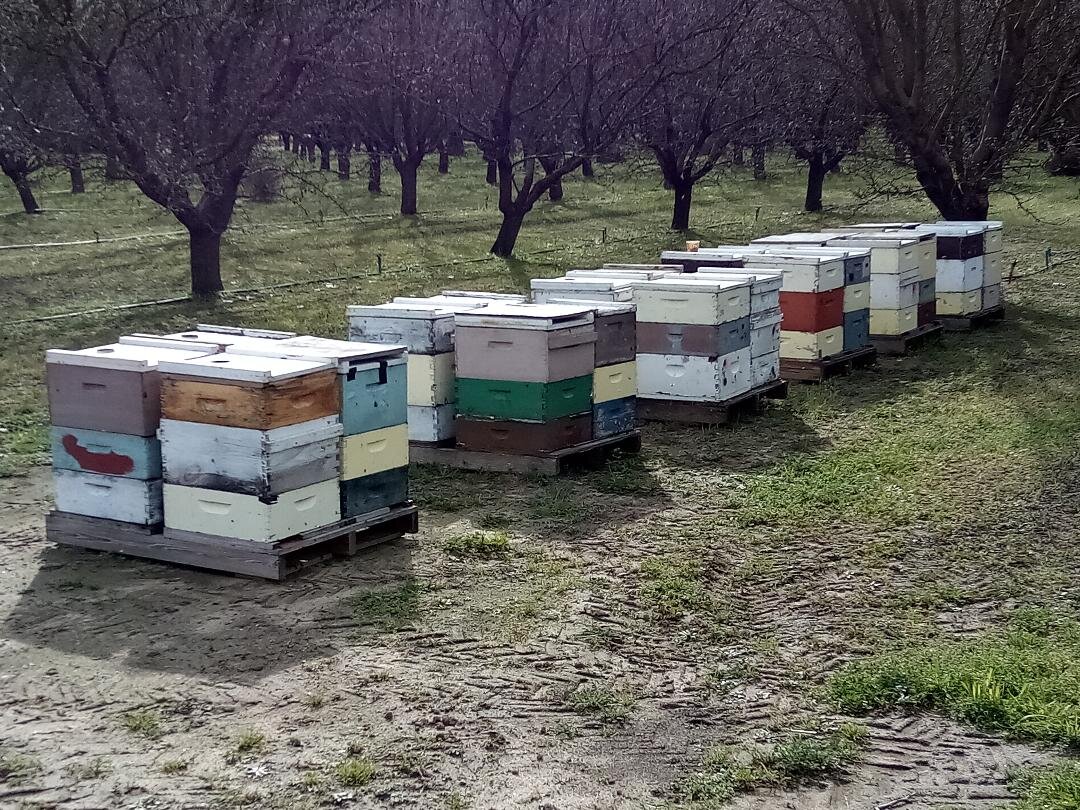 Bees Work for a Good Harvest
