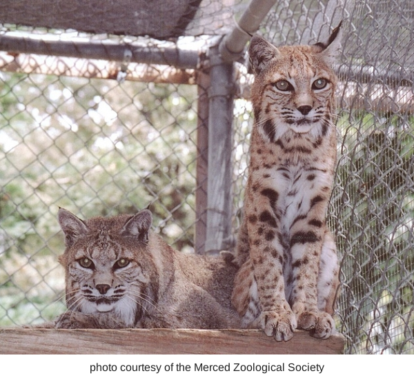  bobcats 