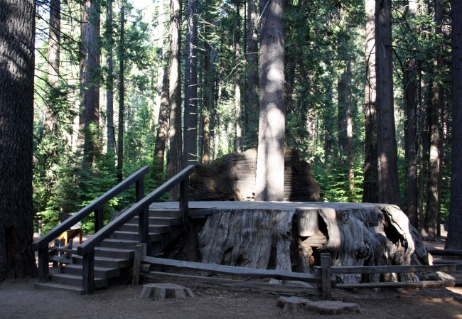  Discovery Tree Stump - PHOTO BY ADAM BLAUERT 