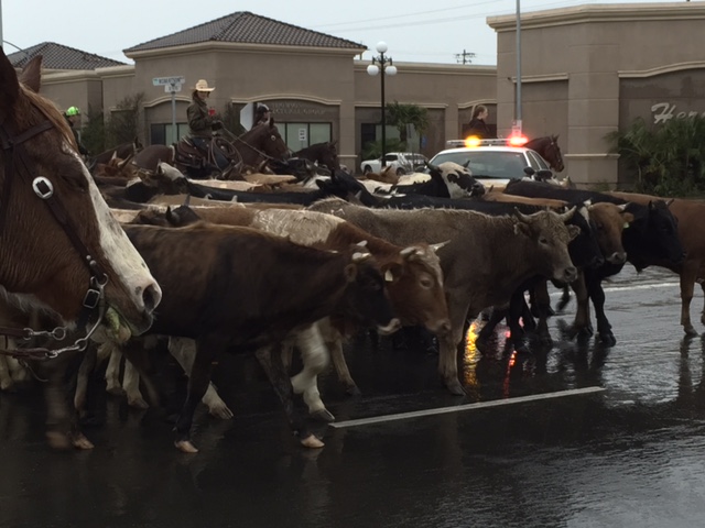  59th Annual Chowchilla Western Stampede cattle drive.  Picture by Steve Newvine 