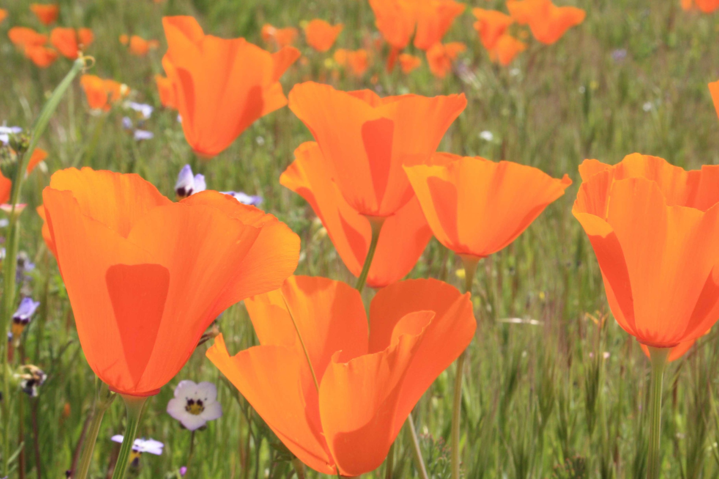 State Parks and State Recreation Areas in Merced County