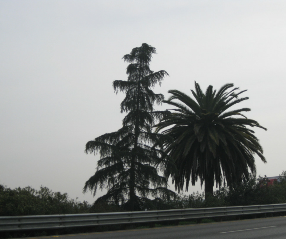On the 99- The Palm Meets the Pine
