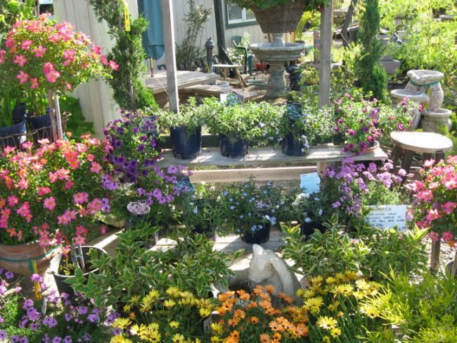 Merced Gardens & Nursery