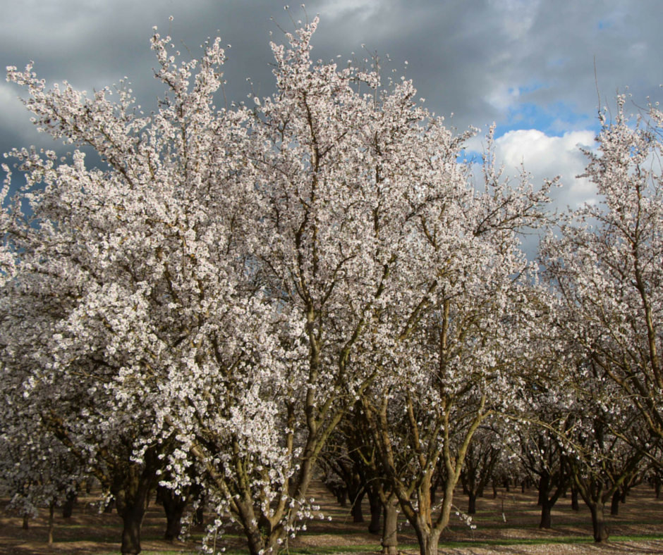 Blossom Tours
