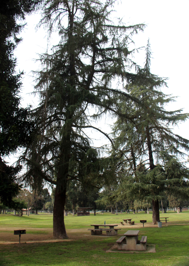  Kearney Park Picnic - PHOTO BY ADAM BLAUERT 
