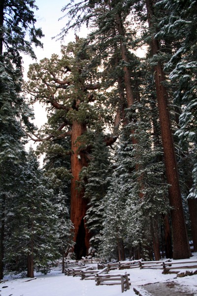  Mariposa Grove Grizzly Giant  Photo by adam blauert 