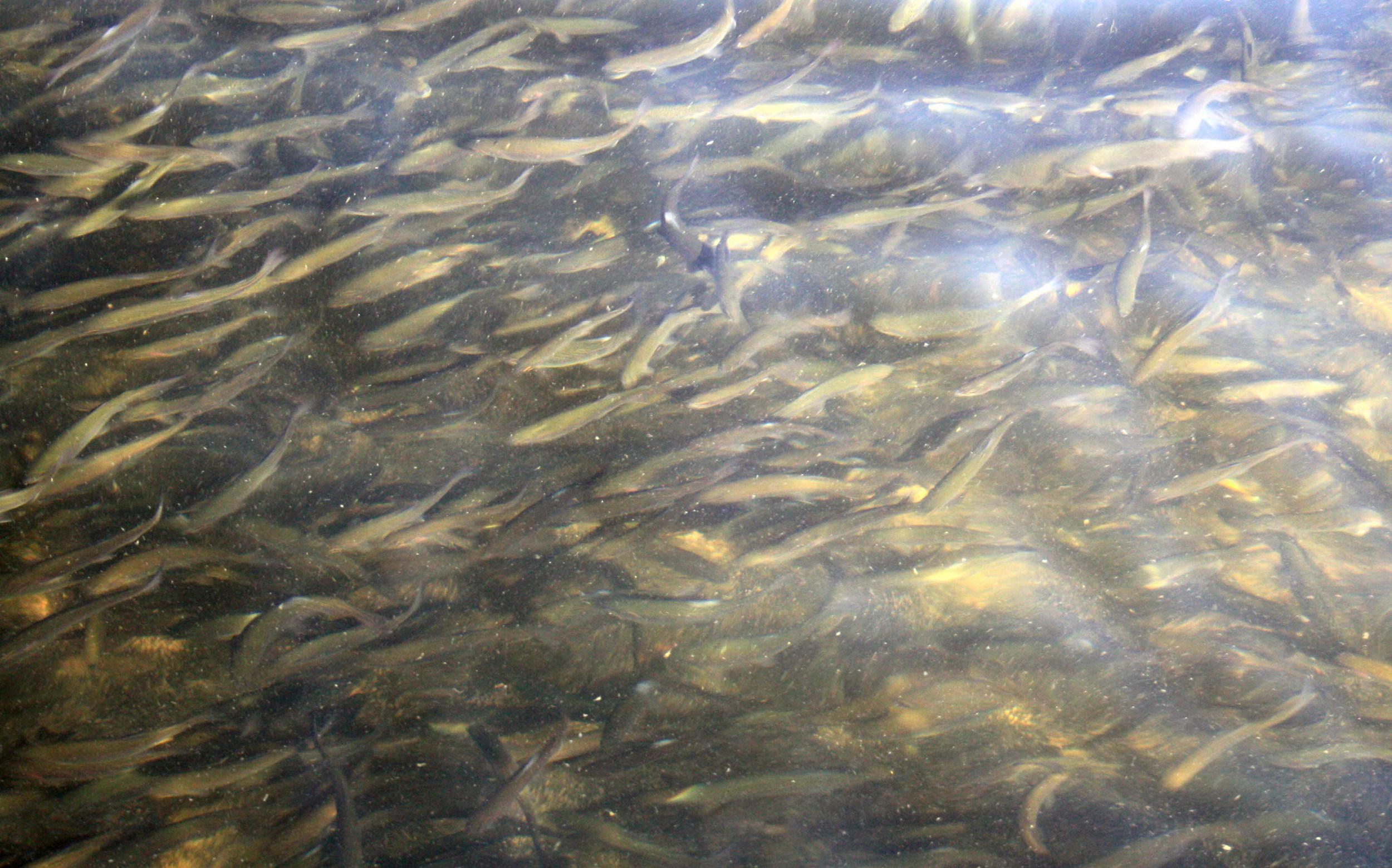 Moccasin Trout Hatchery