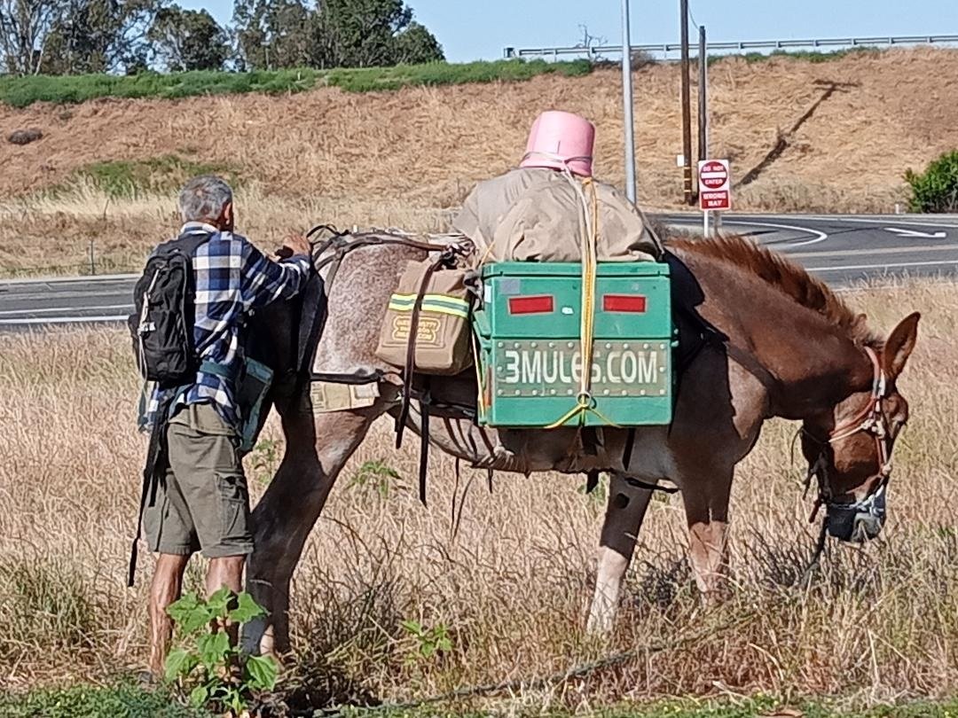  A recent visit by a man and his mule in Turlock, Stanislaus County, draws attention to the 3Mules.com website and the story of this organization. Photo: Steve Newvine 
