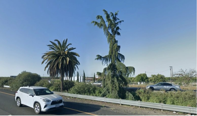  This photo from Google Earth is about as close as anyone can get to the trees safely now.   