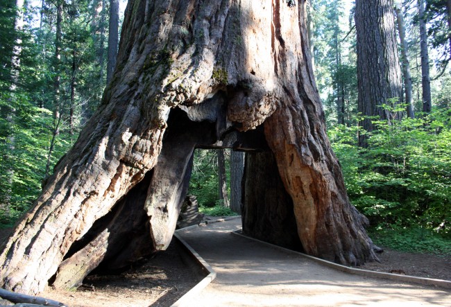  Pioneer Cabin Tree - PHOTO BY ADAM BLAUERT 