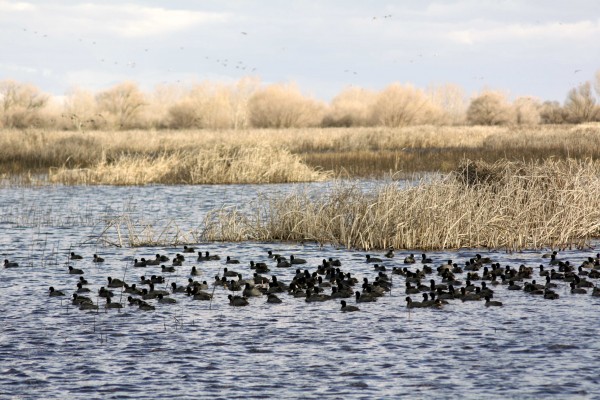  San Luis Refuge  - PHOTO BY ADAM BLAUERT 