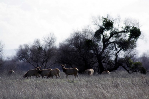  San Luis Refuge  - PHOTO BY ADAM BLAUERT 