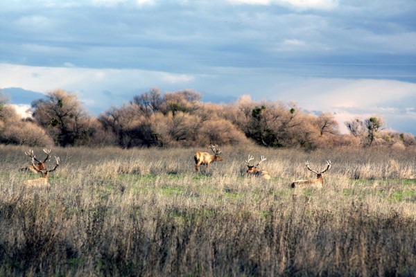  San Luis Refuge - PHOTO BY ADAM BLAUERT 