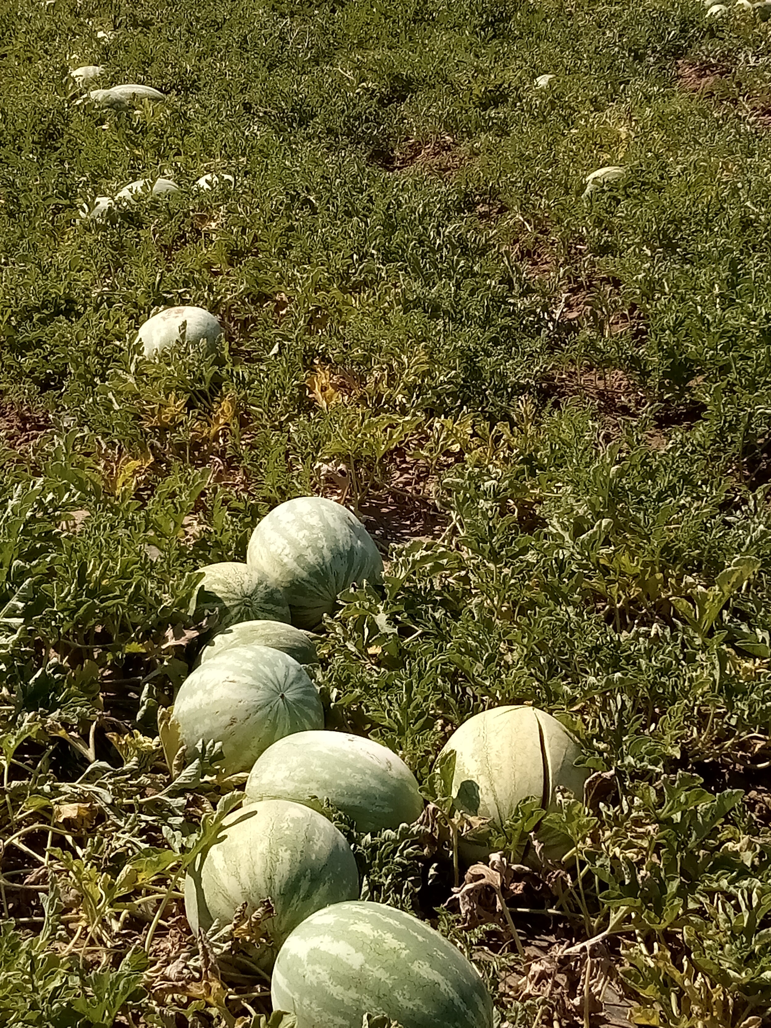  Watermelon is ready for harvest at the Dan Avilla and Sons field in Atwater, Merced County. Photo: Steve Newvine 