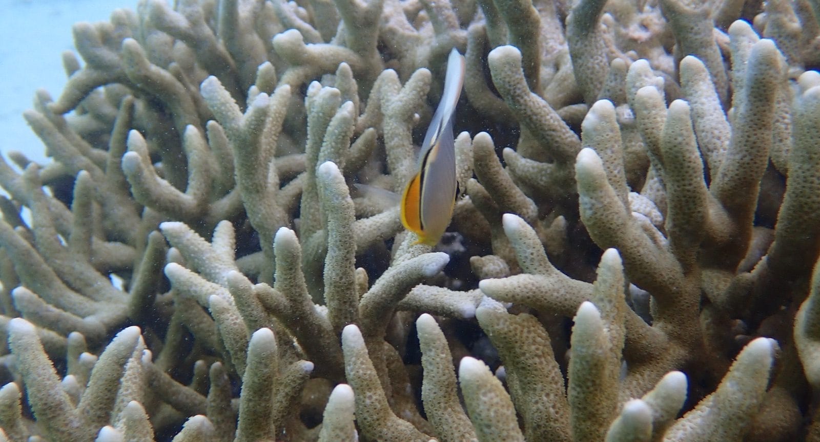 A butterflyfish slipping between branches of staghorn coral