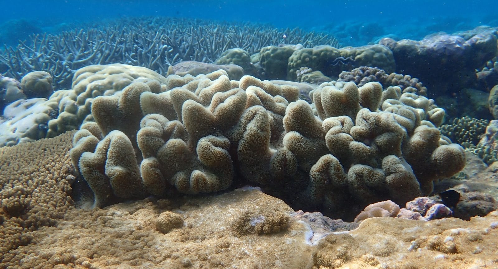A garden of soft corals just below the surface in bright blue water