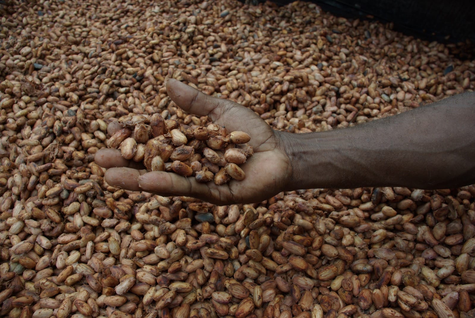 A hand holding cocoa beans drying in the sun over a full drying bed