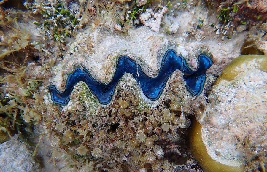 A giant clam with an electric blue mantle set into the reef