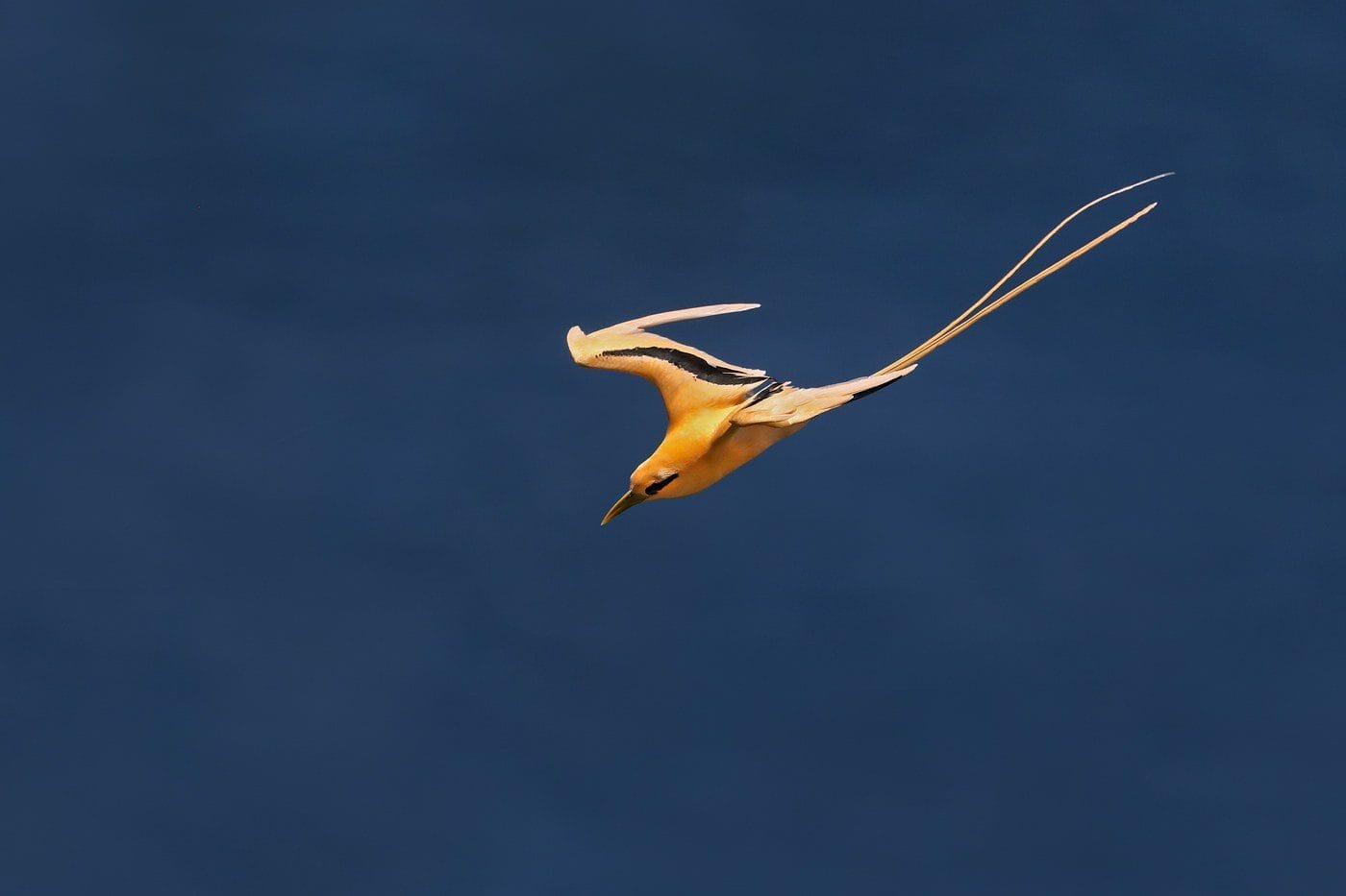 A golden bosun, the golden form of the white tailed tropicbird, flying over deep blue ocean with its long tail streamers trailing, photographed by Patrick Kavanagh