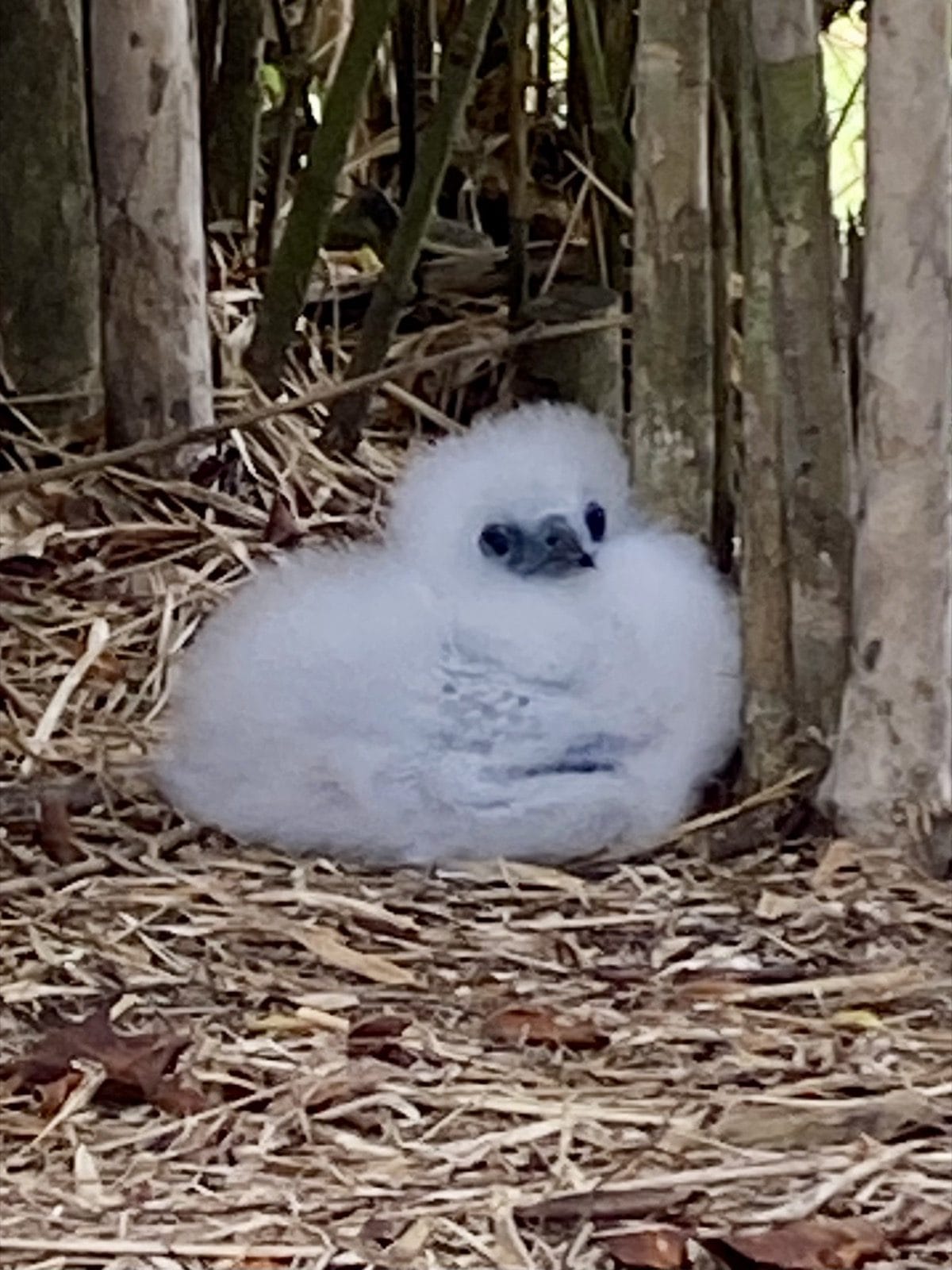 A fluffy white seabird chick resting on the forest floor on Christmas Island, an Earth to Sea News original