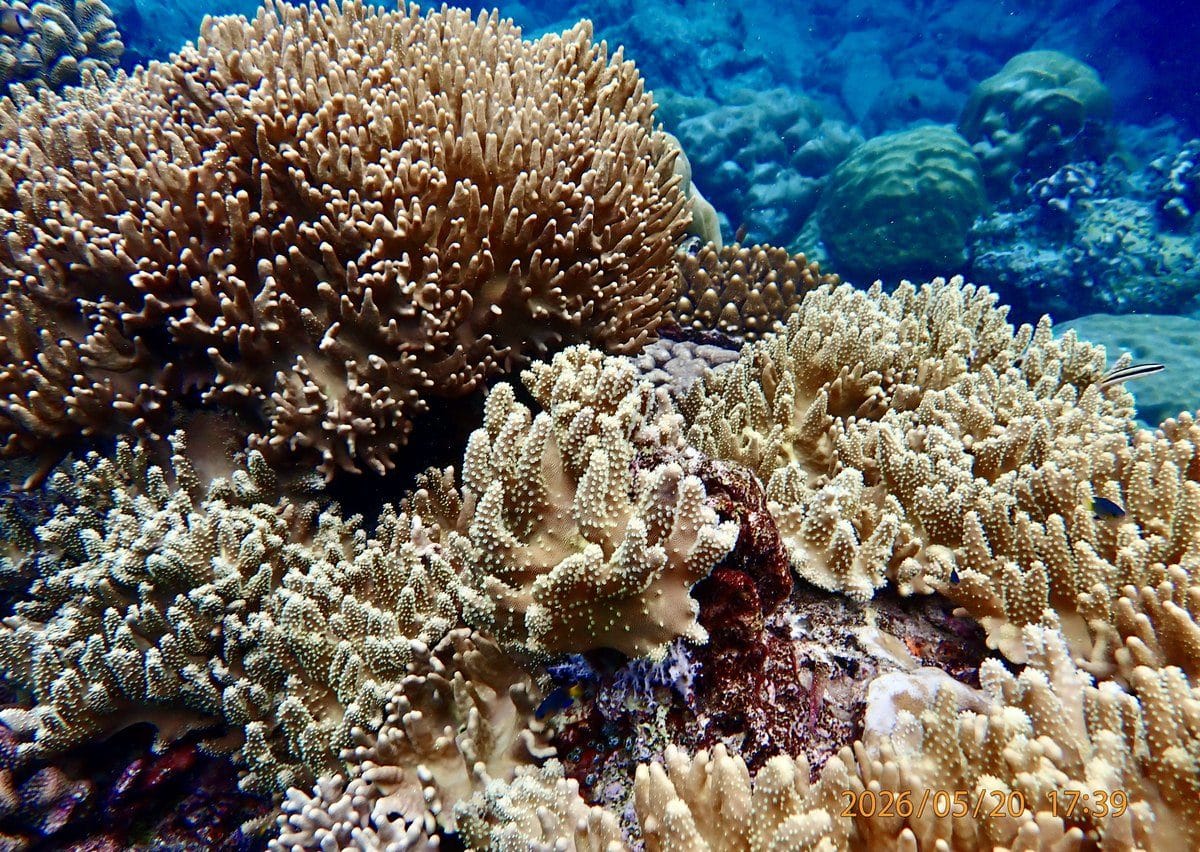 A bright coral garden on the Christmas Island fringing reef, an Earth to Sea News original