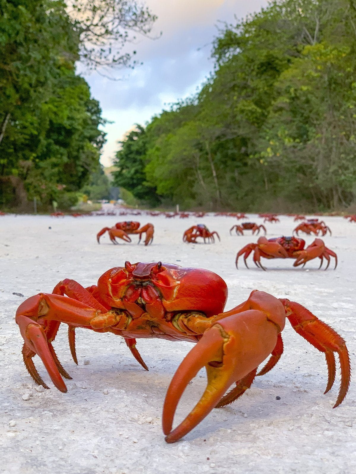Christmas Island red crabs crossing pale sand during the annual migration, photographed by Chris Bray