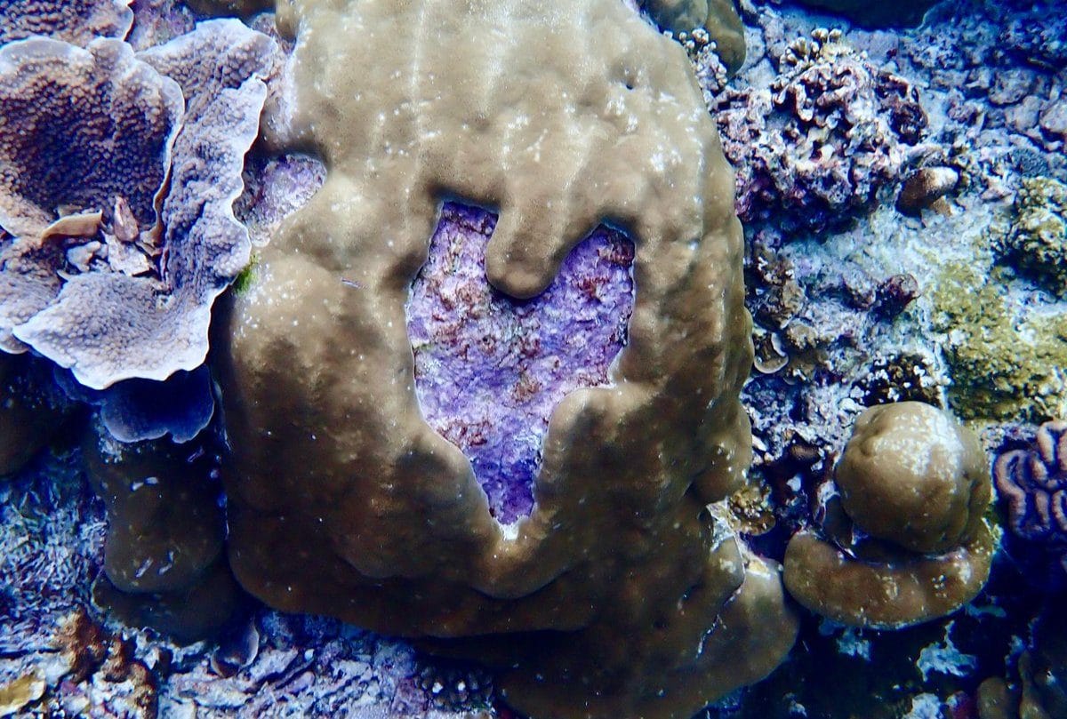 A coral outcrop on the Christmas Island fringing reef with a natural love heart shape in its centre, an Earth to Sea News original
