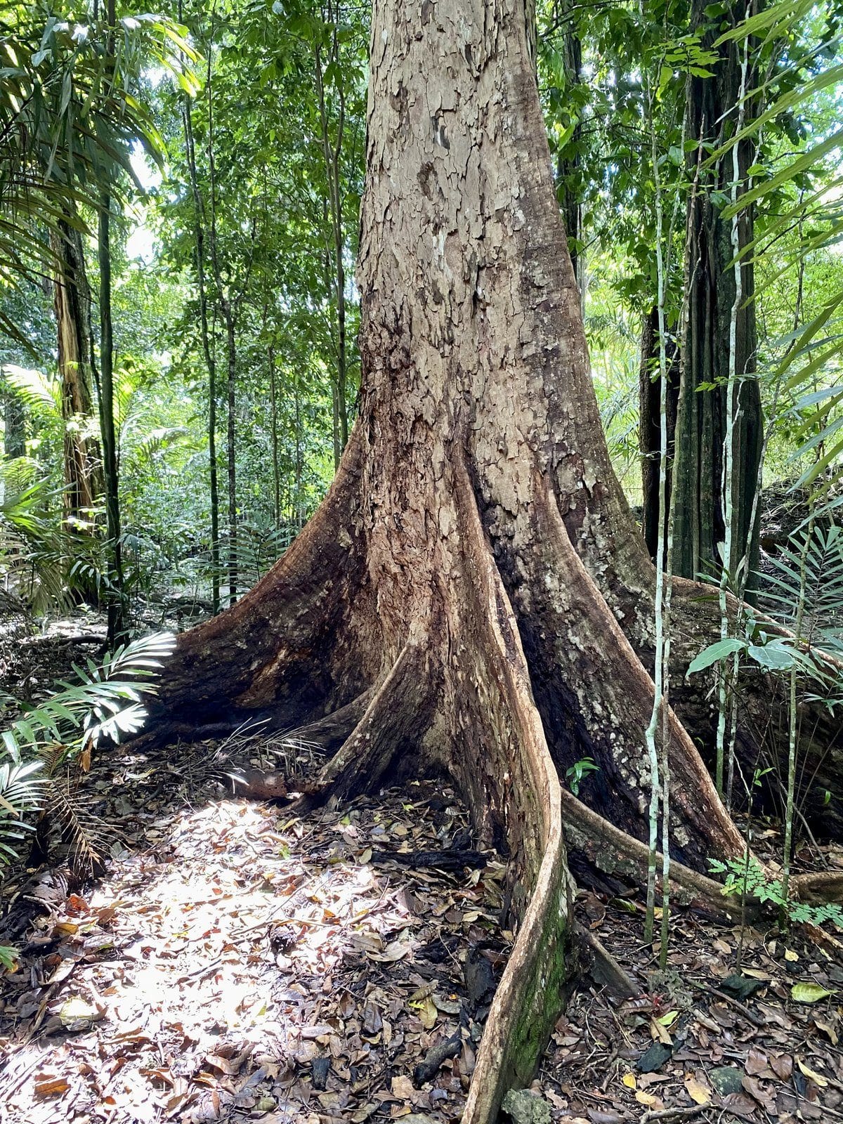A giant rainforest tree with huge buttress roots in the Christmas Island jungle, an Earth to Sea News original