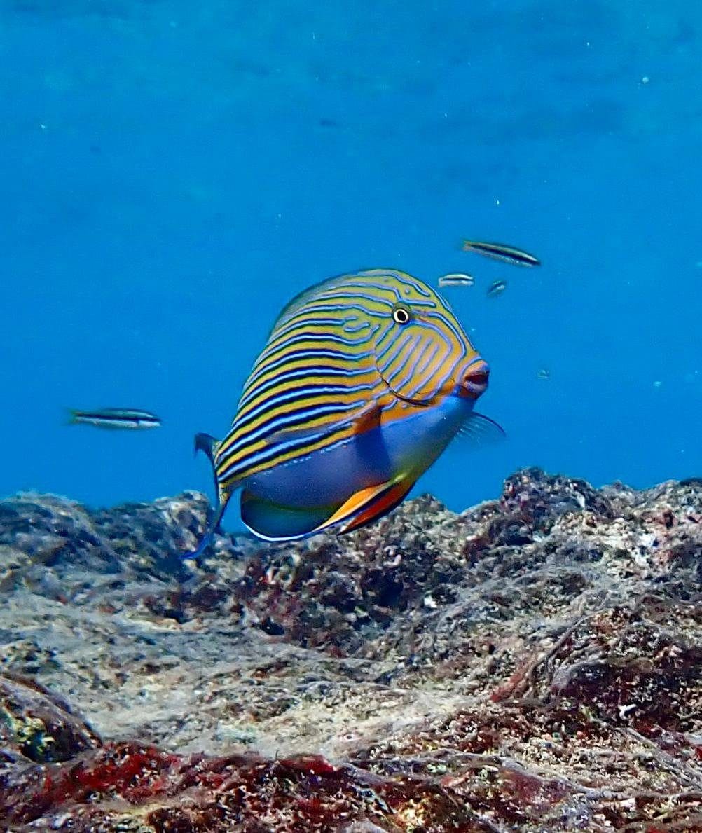 A striped surgeonfish with electric blue and yellow stripes swimming over the reef at Flying Fish Cove, an Earth to Sea News original