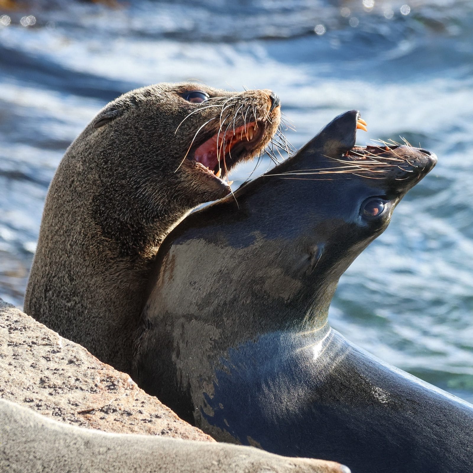 Two fur seals with mouths open calling to each other beside blue water