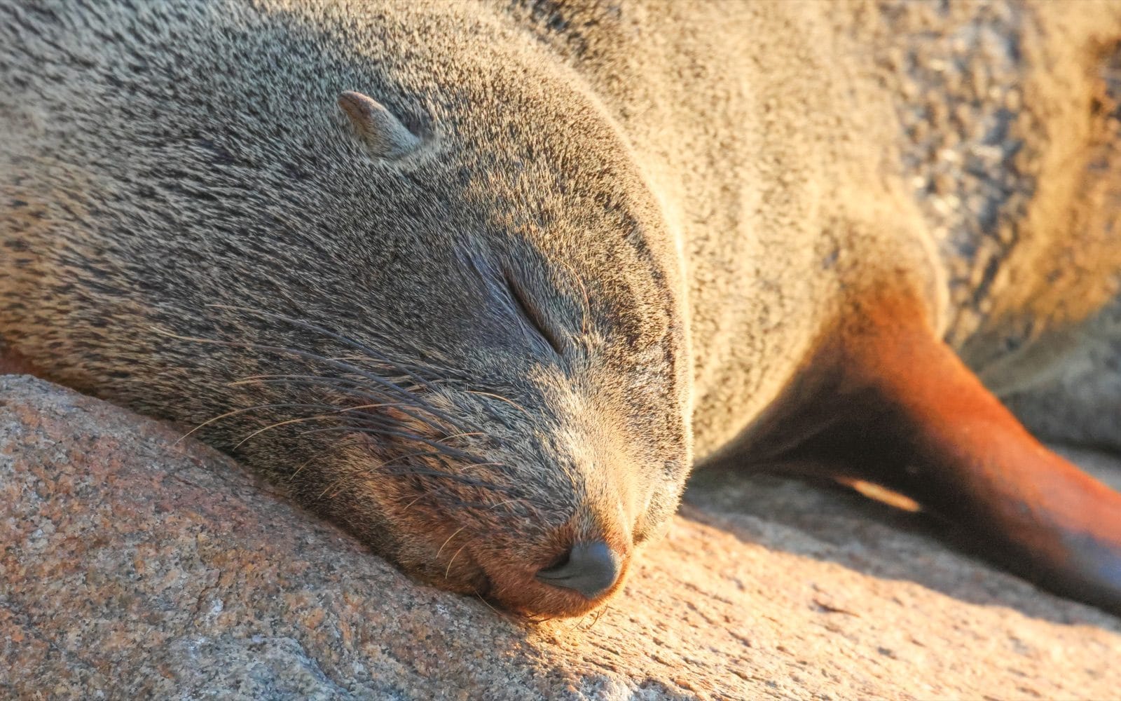 A close view of a fur seal sleeping in golden light, whiskers catching the sun