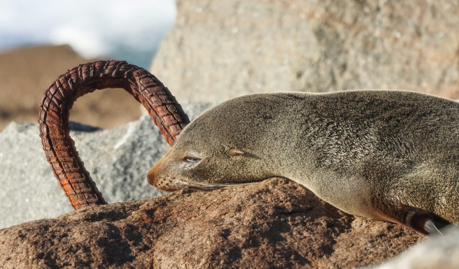 A fur seal asleep on the rocks beside a curl of rusted iron