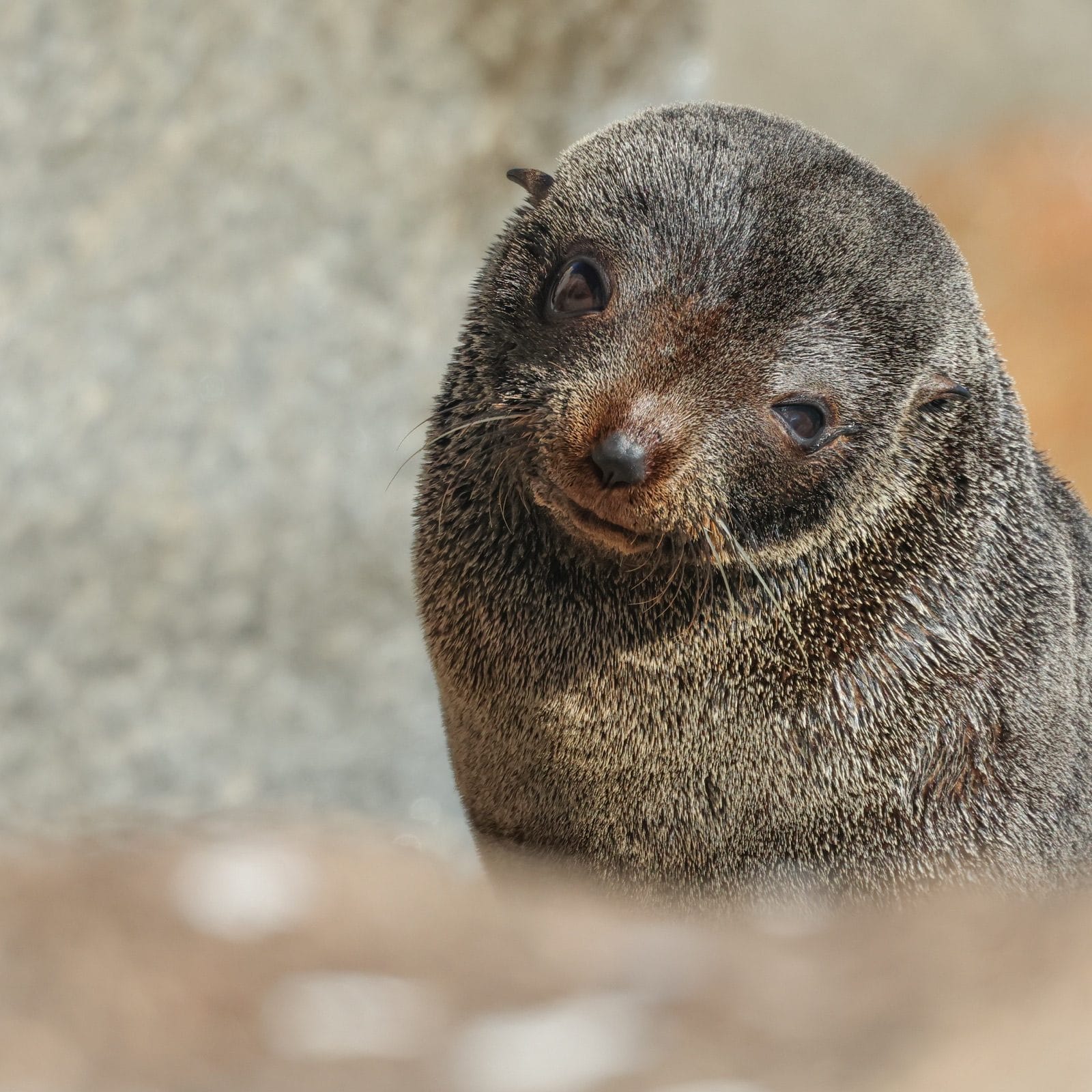 A young fur seal looks toward the camera with a gentle expression, Narooma