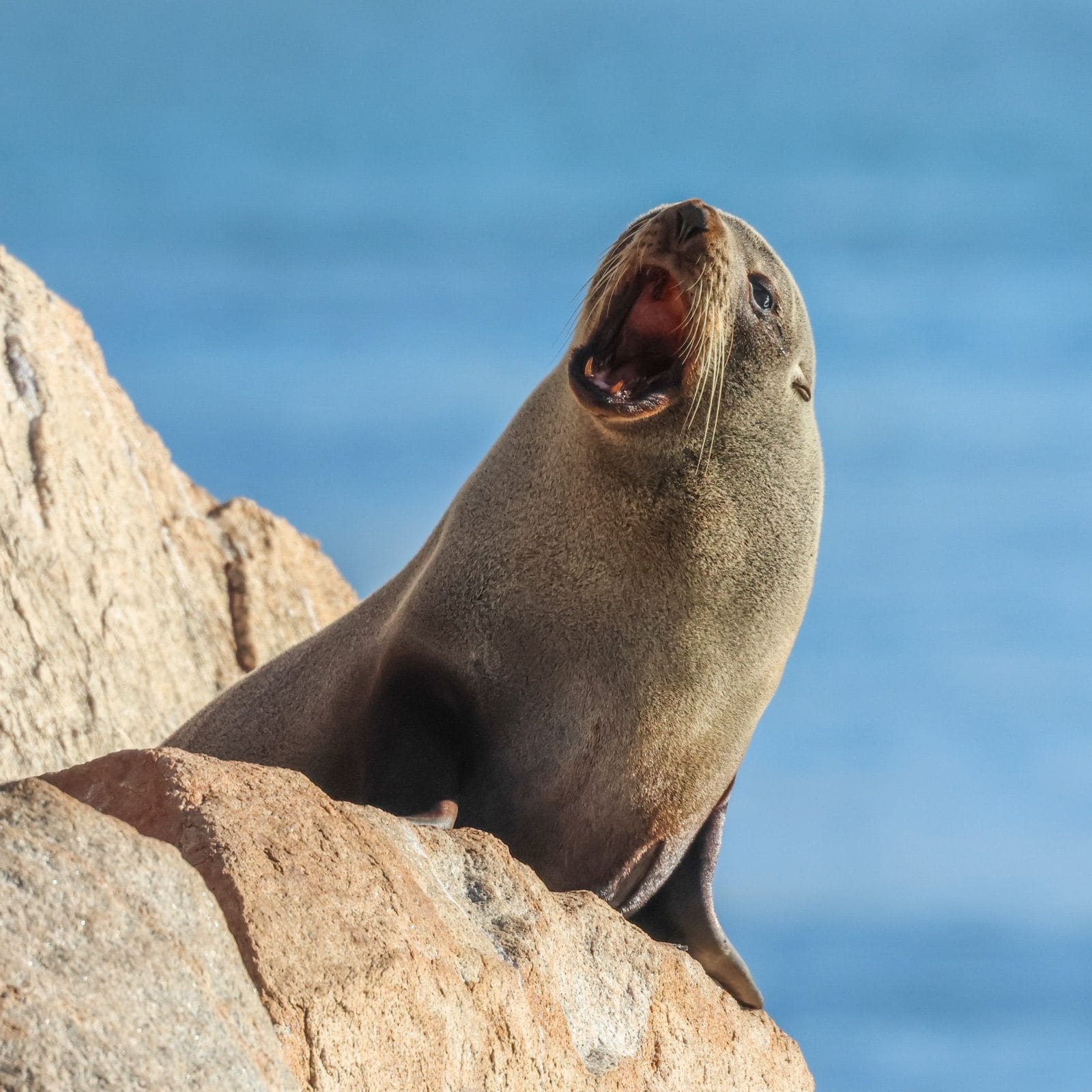 A fur seal calling with its mouth wide open on pink granite above deep blue sea