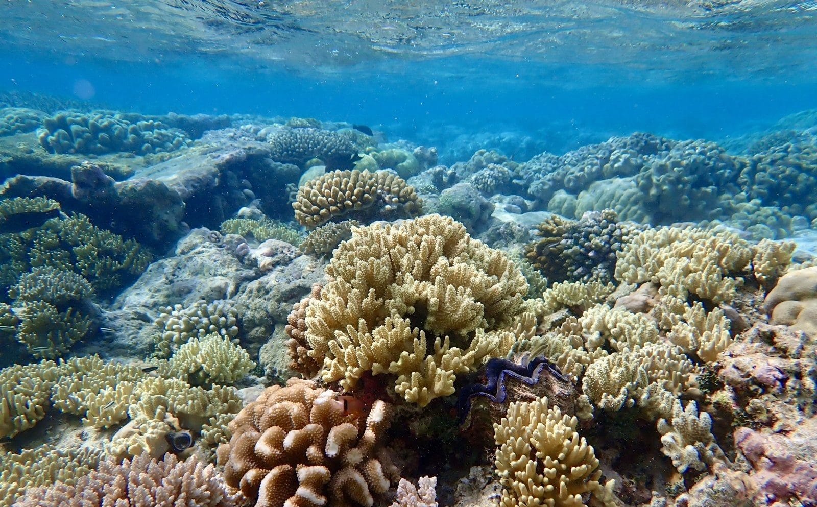 Coral garden with a giant clam at Direction Island, Cocos (Keeling) Islands