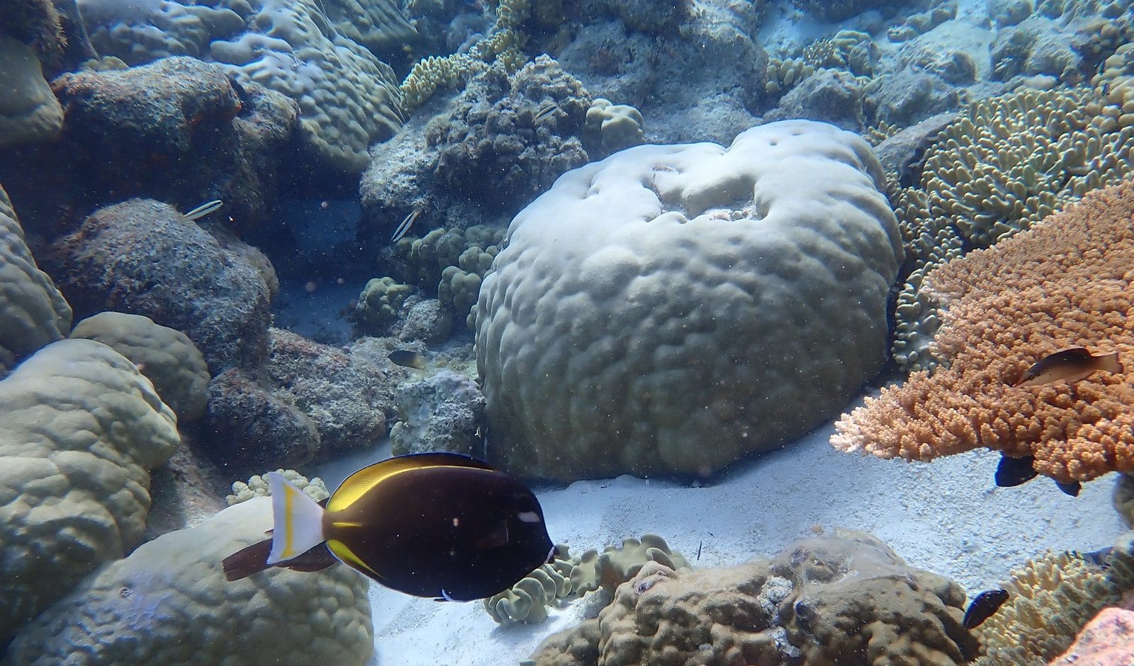 Coral reef scene at Direction Island, Cocos (Keeling) Islands